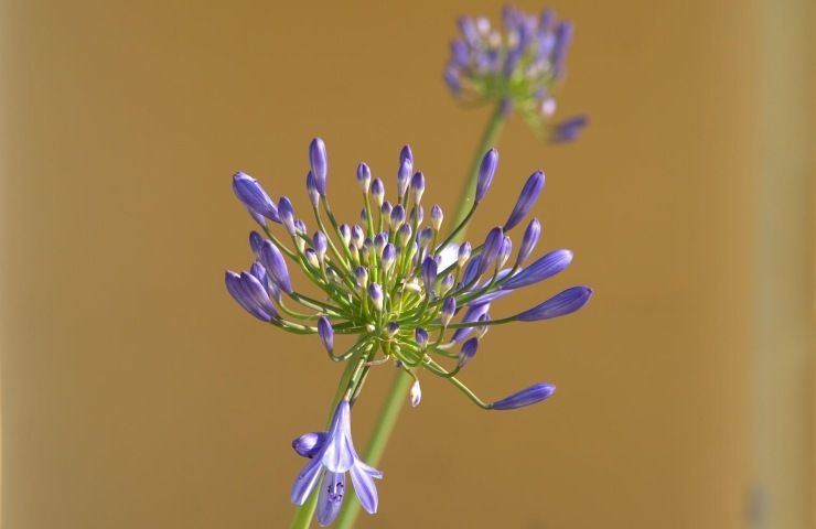 Agapanthus blu fiore del nilo