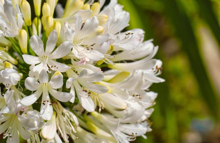 Agapanthus fiore dell amore