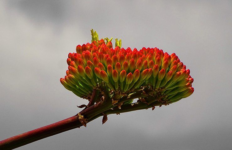 fiori profumati di pianta di agave