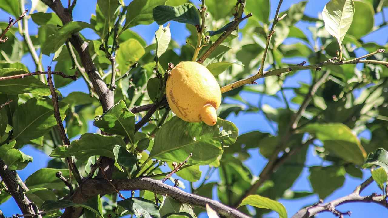 foglie limone accartocciate rimedi