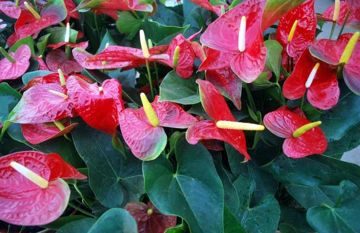 Anthurium pianta tropicale coltivazione
