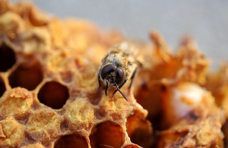 nido api rimedi naturali