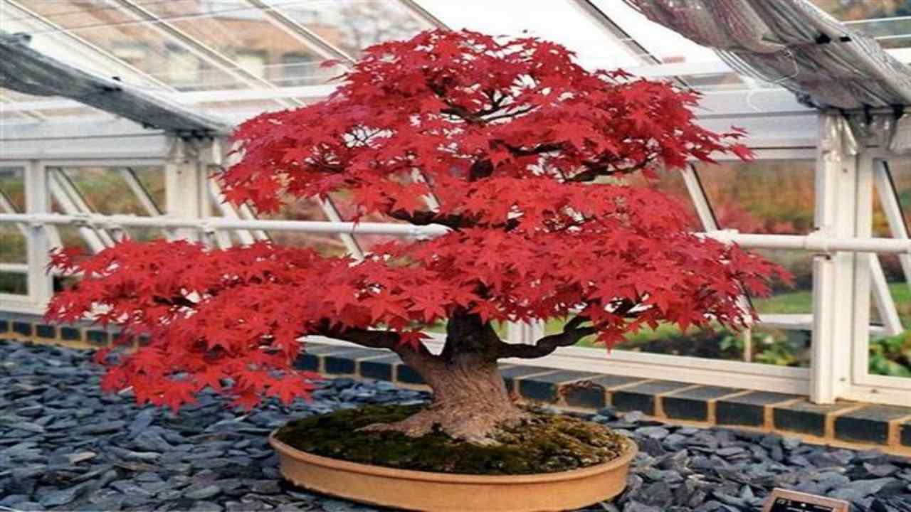 bonsai d'acero modellare e cura