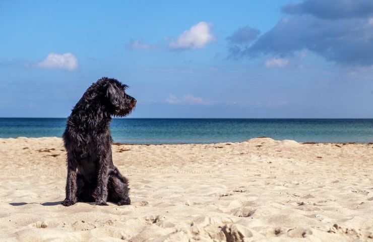 spiagge per cani Italia