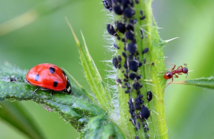 soluzione melassa piante