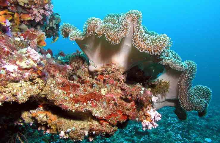 batteri salvezza coralli
