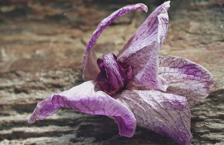 orchidea appassita cura