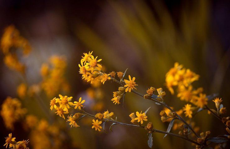 arnica uso terapeutico