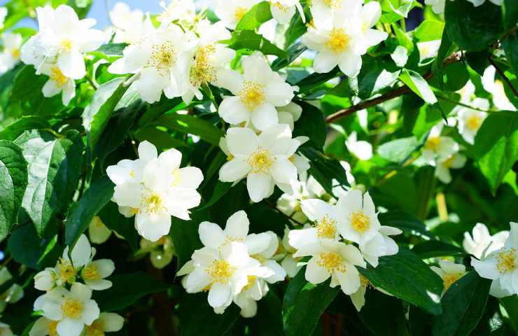 gelsomino fiori potatura 