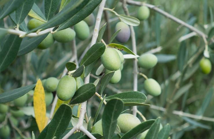 ulivo olio rischio crisi xylella fastidiosa