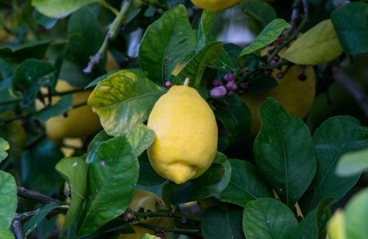 problemi albero limone foglie
