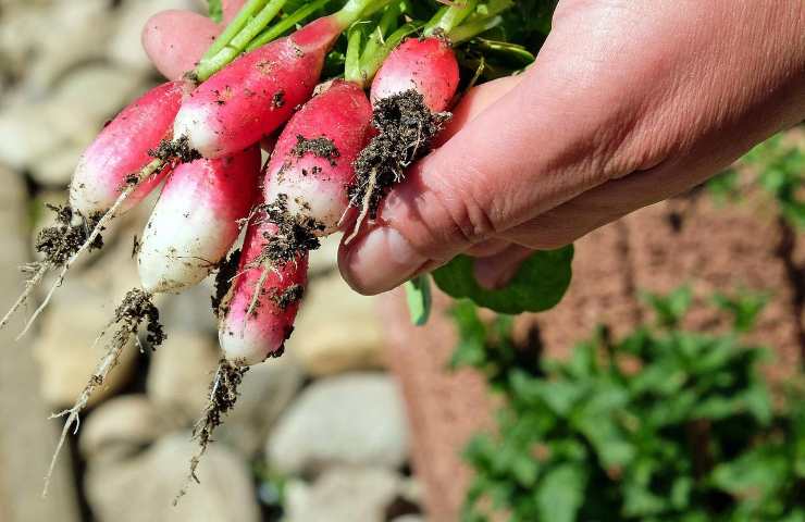 raccolto rigoglioso orto metodo