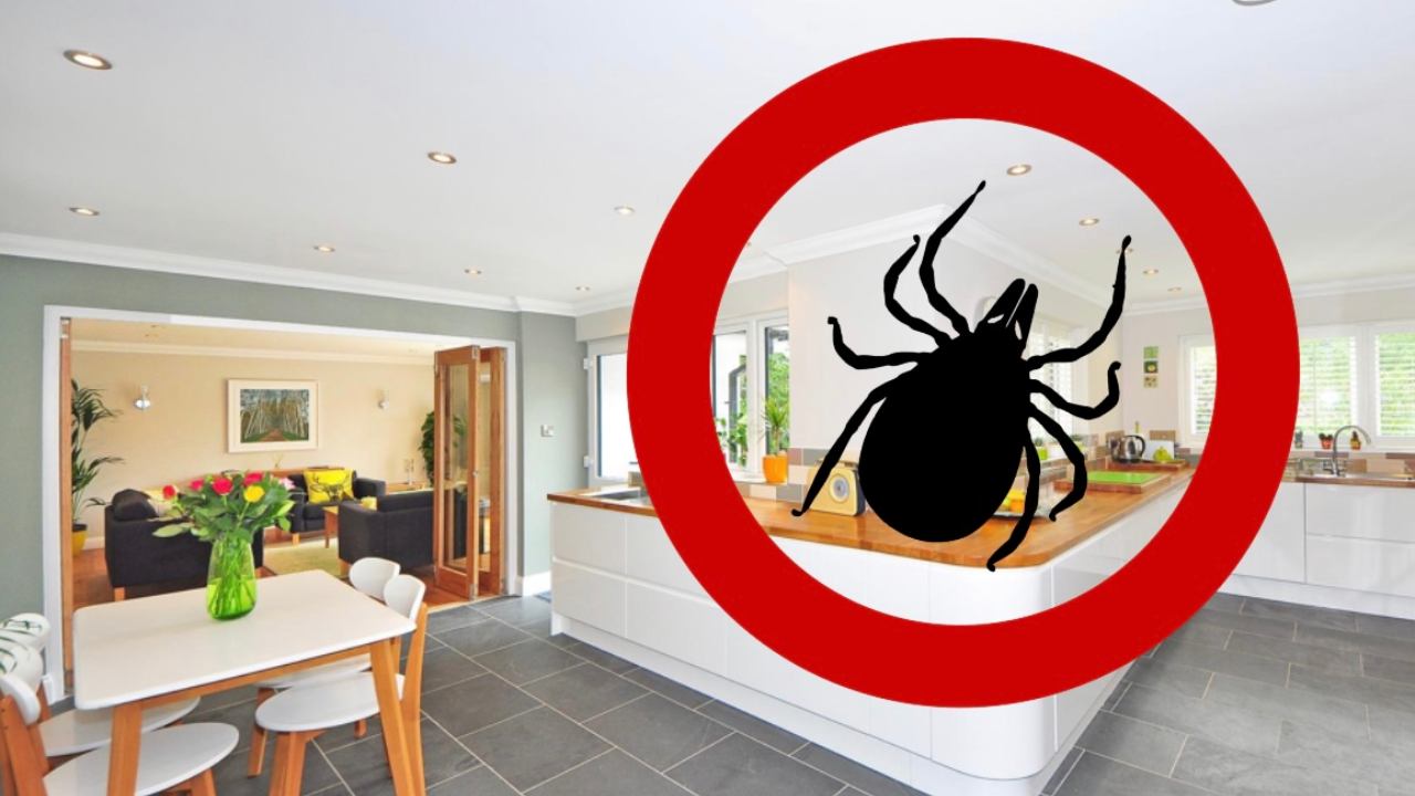 infestazione zecche casa
