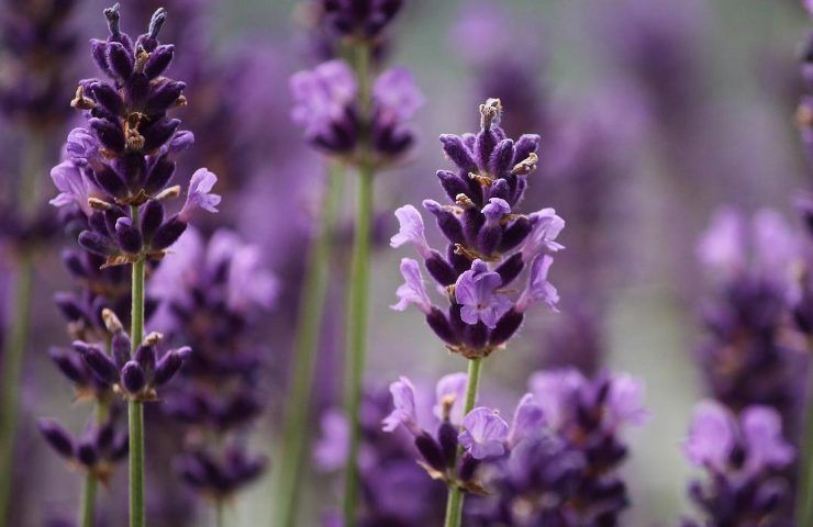 Lavanda tecniche coltivazione