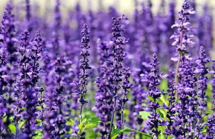 Lavanda coltivazione 