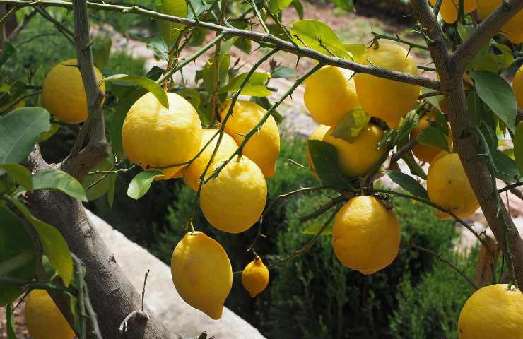 coltivare limoni