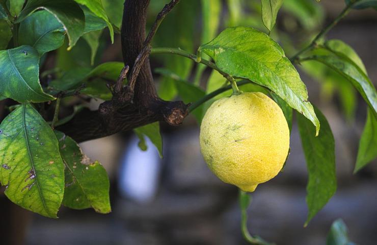 coltivare albero limoni