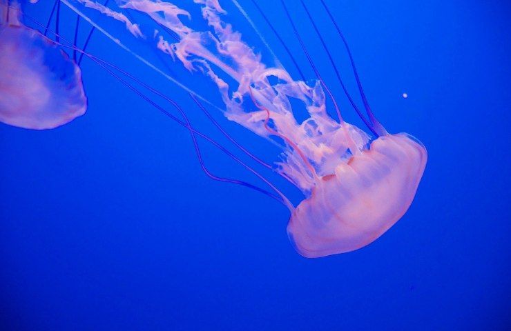 rischio medusa mare