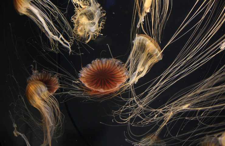 rimedi puntura medusa