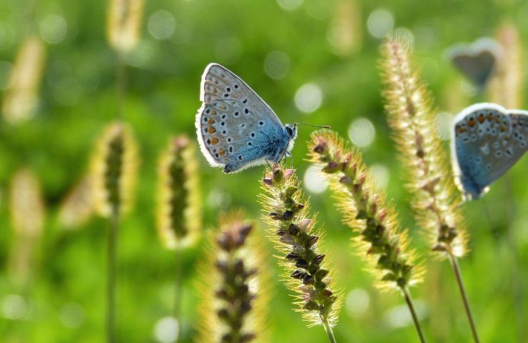 Natura ambiente pesticidi stop