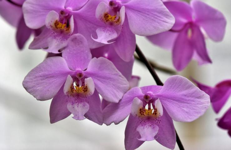 orchidea appassita nuova fioritura