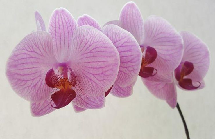 orchidee vaso trasparente motivo