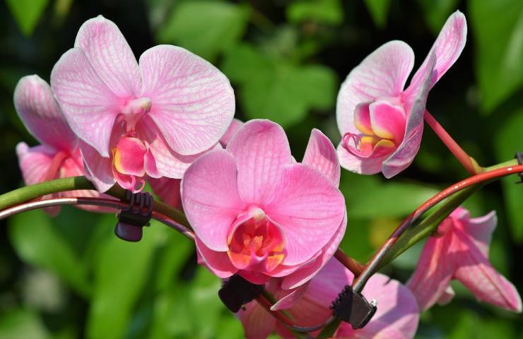 consigli cura orchidee