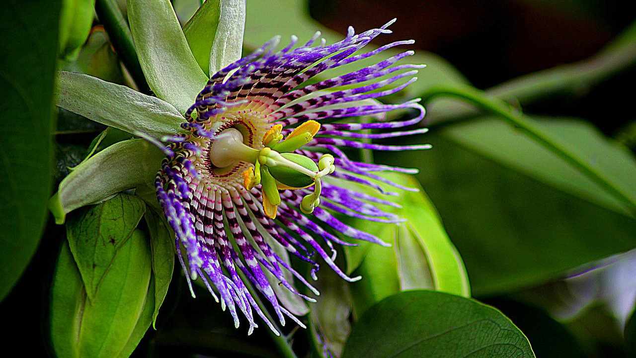 Passiflora Edulis pianta come coltivarla metodi