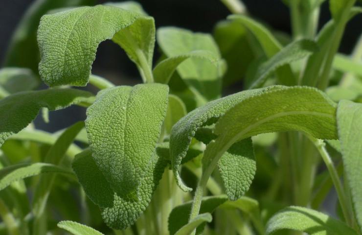 detergente salvia pulizie casa