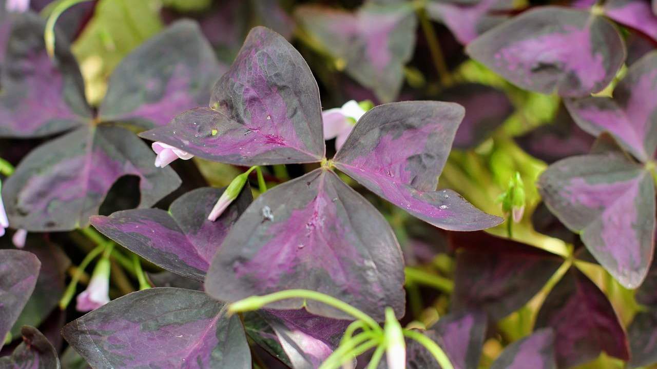 Pianta ballerina curiosità