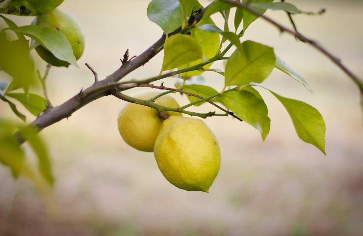 crescita pianta limone