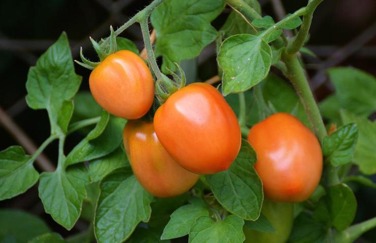 coltivazione corretta pomodori
