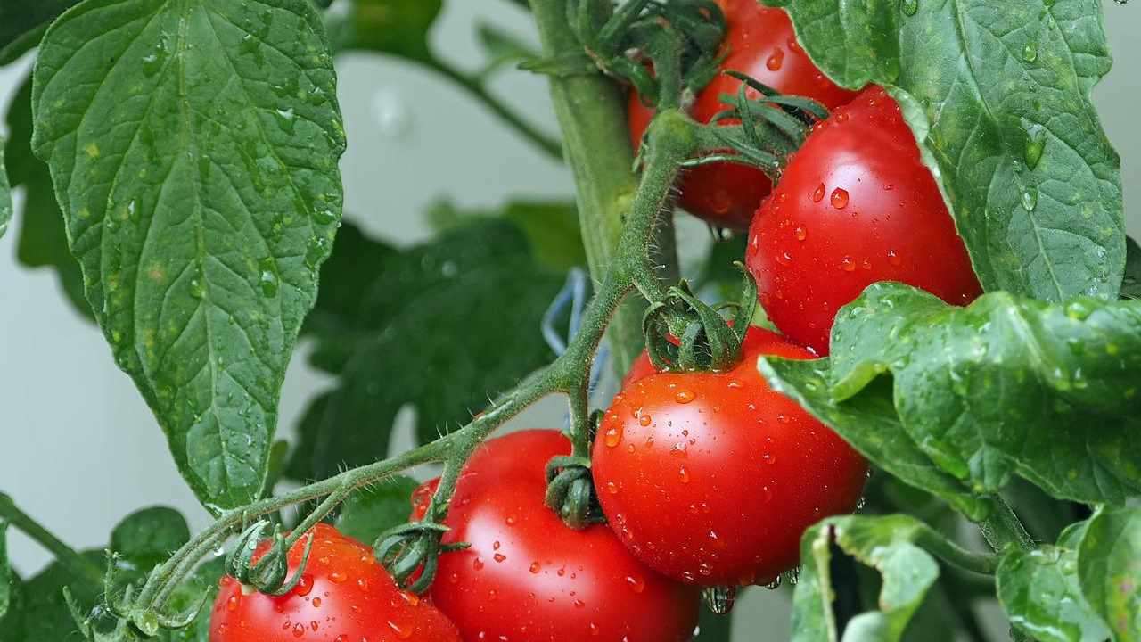 macerato pomodoro efficace orto