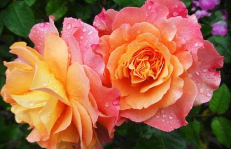 rosa colorata fioritura