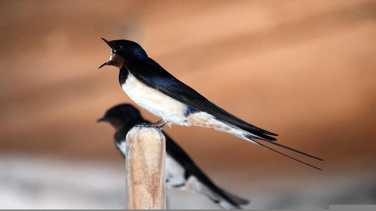 salvare vita rondine ferita