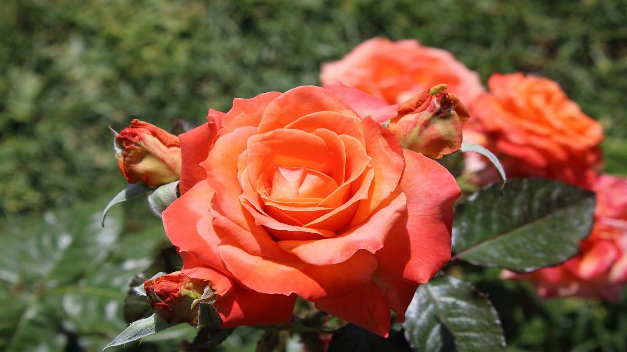 talea rosa riproduzione patata