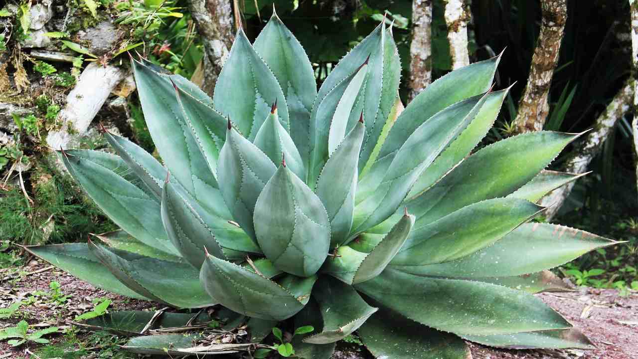 aloe vera motivo perché definita miracolosa