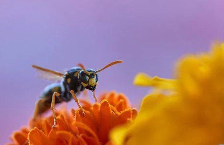 vespa fiore rimedi