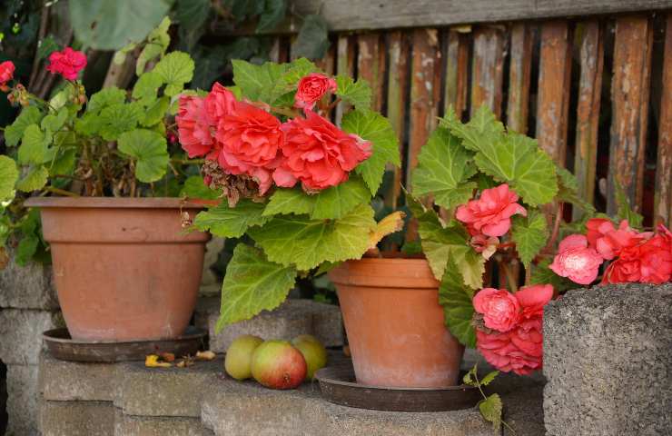 begonia consigli per averla sempre fiorita