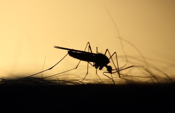 zanzare sottovasi trappole rimedi 