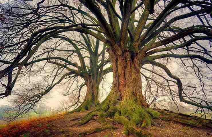 albero vecchio mondo dove si trova