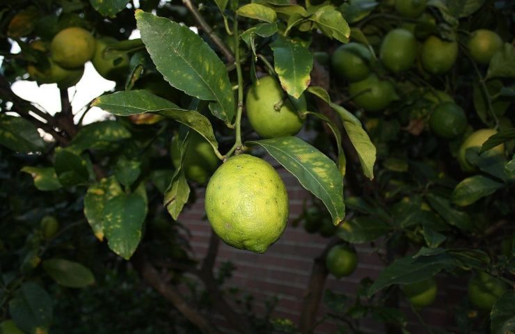 Limone parassiti frutti