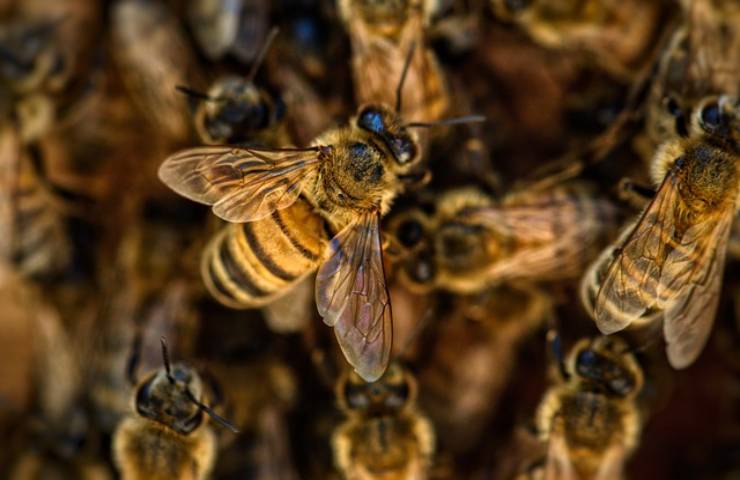 punture di api rischi e pericoli 