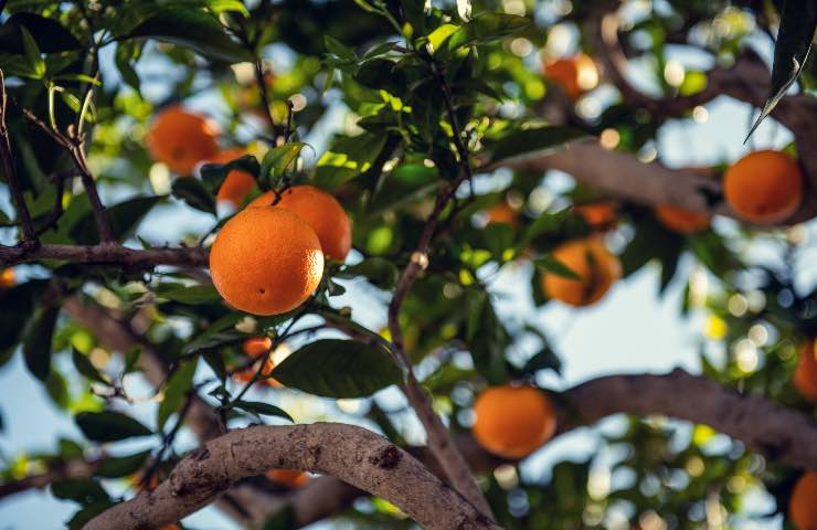 albero arance coltivazione