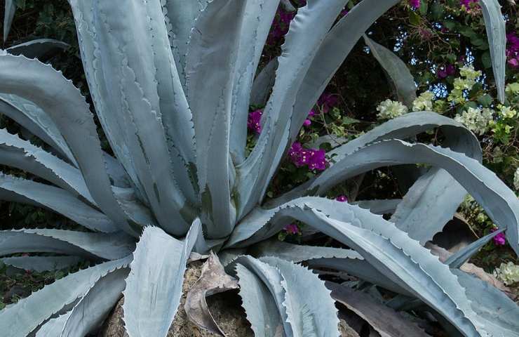 foglie di agave