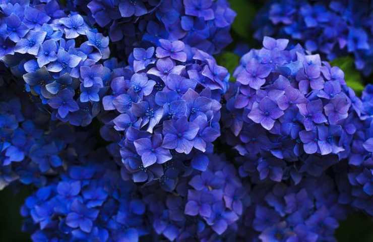 blu fiori 
