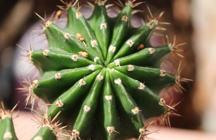 succulente spinose travaso