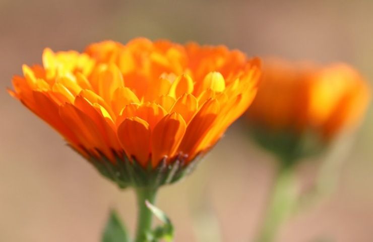 calendula anti-zanzara consigli