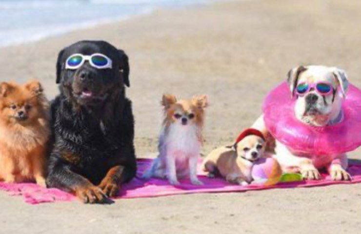 cani colorati spiaggia tende