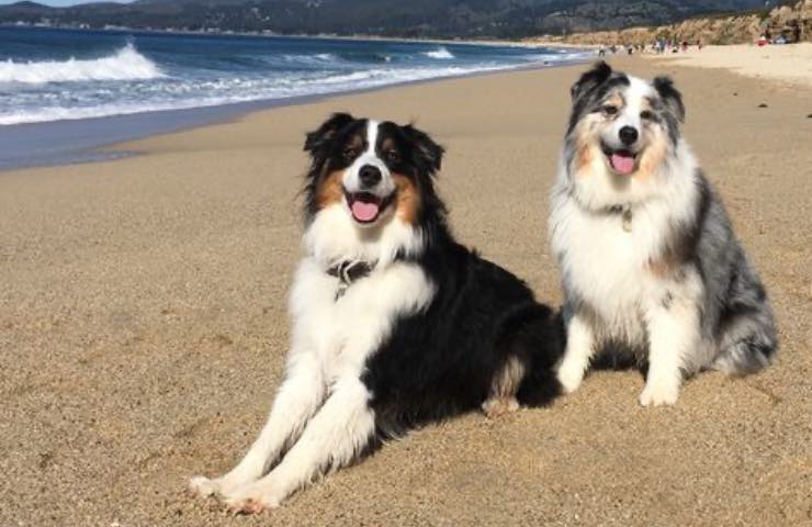 cani sabbia spiaggia legge